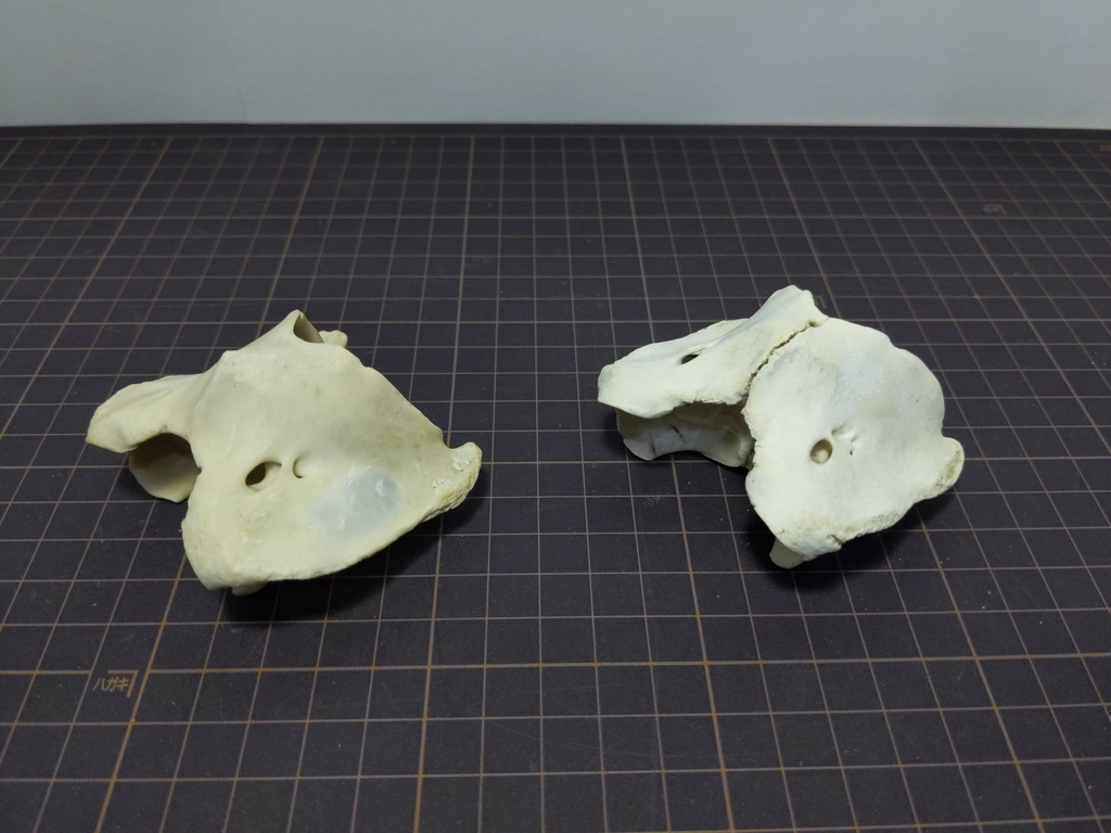 鹿、成獣と幼獣の環椎(第一頸椎)比較