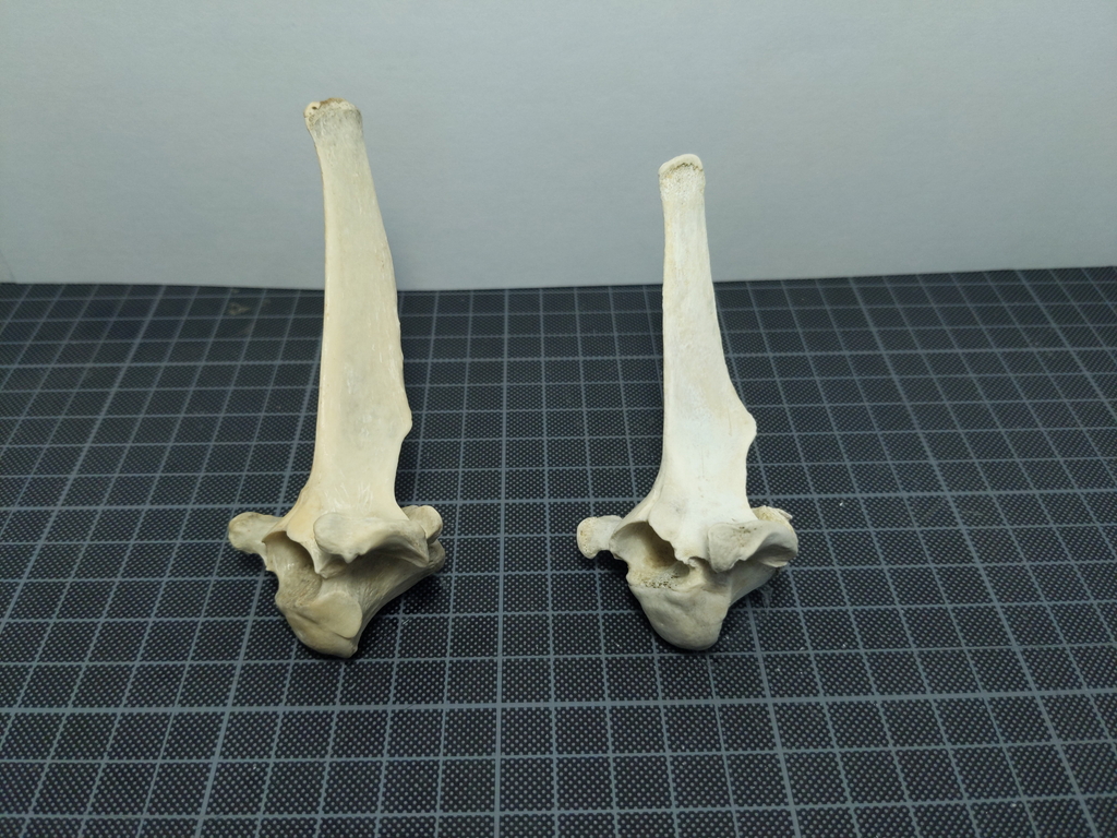 ニホンジカ　♂ 　37Kg 　骨格標本　 頭骨・頸椎・胸椎・尾椎
